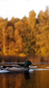 Preview wallpaper duck, lake, autumn