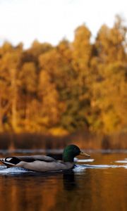 Preview wallpaper duck, lake, autumn