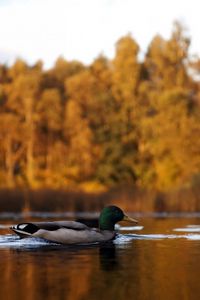 Preview wallpaper duck, lake, autumn