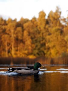 Preview wallpaper duck, lake, autumn