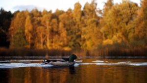 Preview wallpaper duck, lake, autumn