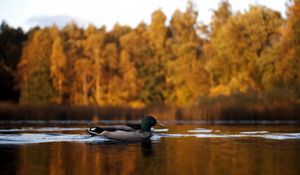 Preview wallpaper duck, lake, autumn