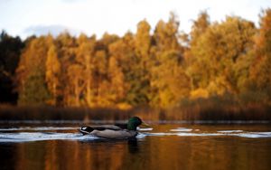 Preview wallpaper duck, lake, autumn