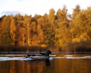 Preview wallpaper duck, lake, autumn