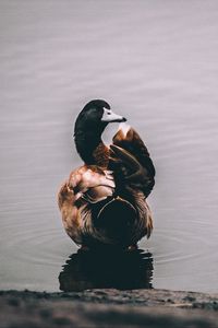 Preview wallpaper duck, lake, bird