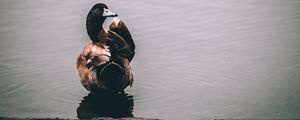 Preview wallpaper duck, lake, bird