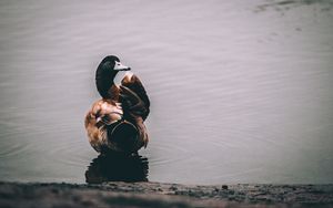 Duck 4k ultra hd 16:10 wallpapers hd, desktop backgrounds 3840x2400, images  and pictures
