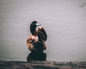 Preview wallpaper duck, lake, bird