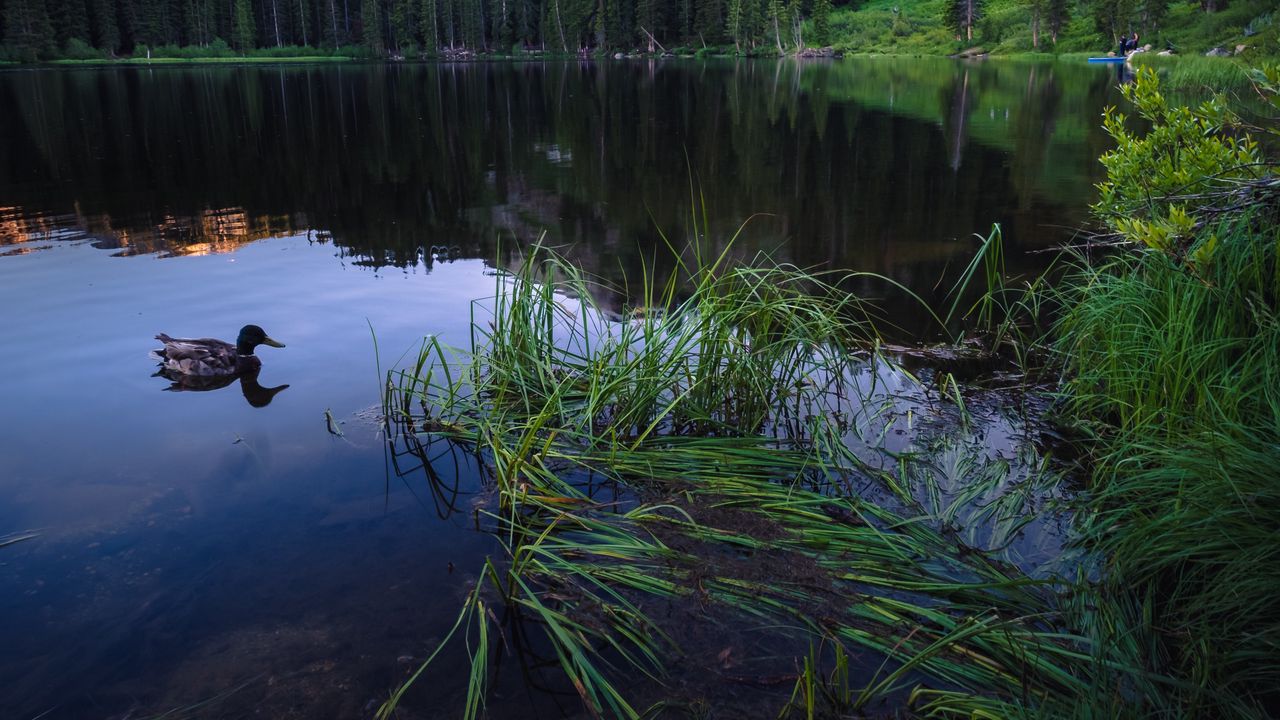 Wallpaper duck, lake, forest, mountains, stone, landscape