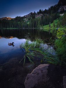 Preview wallpaper duck, lake, forest, mountains, stone, landscape