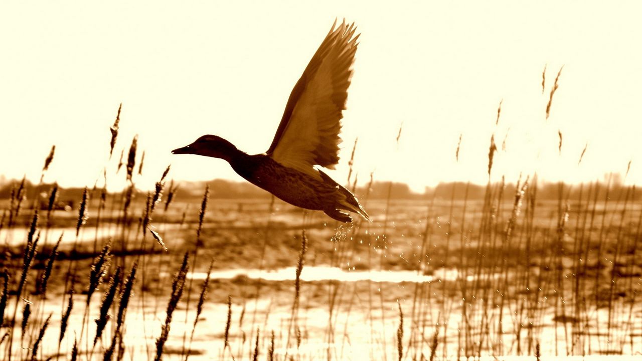 Wallpaper duck, lake, grass, flying