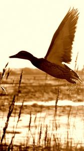 Preview wallpaper duck, lake, grass, flying