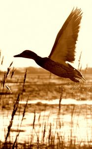Preview wallpaper duck, lake, grass, flying