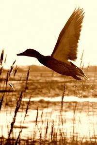 Preview wallpaper duck, lake, grass, flying