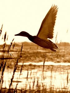 Preview wallpaper duck, lake, grass, flying