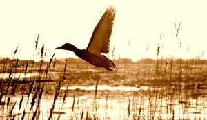 Preview wallpaper duck, lake, grass, flying