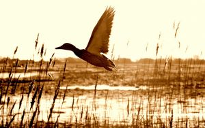 Preview wallpaper duck, lake, grass, flying