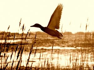 Preview wallpaper duck, lake, grass, flying