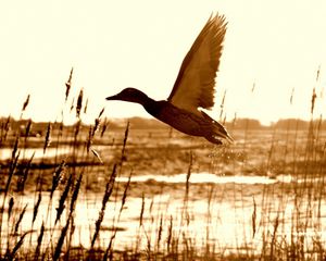 Preview wallpaper duck, lake, grass, flying