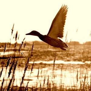 Preview wallpaper duck, lake, grass, flying