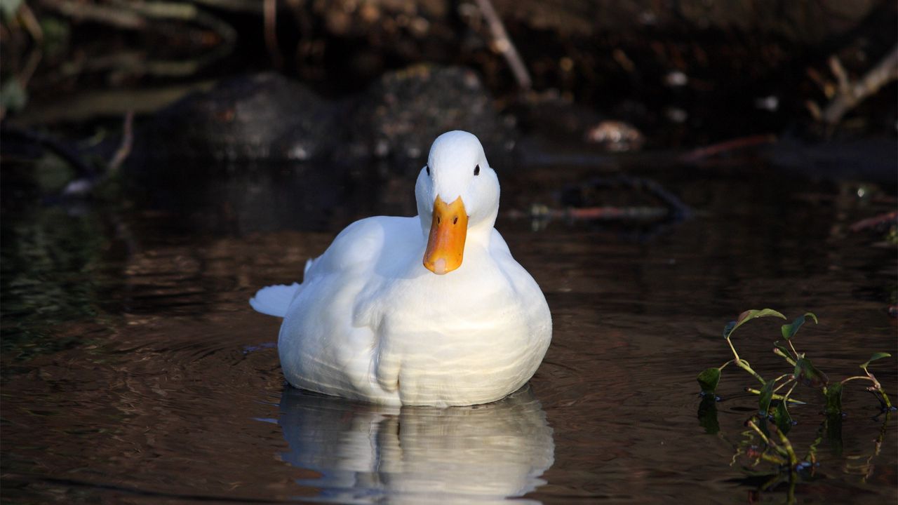Wallpaper duck, lake, grass, swimming, light, bird