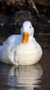 Preview wallpaper duck, lake, grass, swimming, light, bird