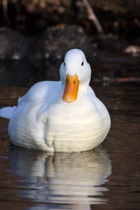 Preview wallpaper duck, lake, grass, swimming, light, bird