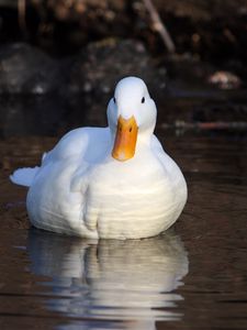 Preview wallpaper duck, lake, grass, swimming, light, bird