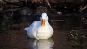 Preview wallpaper duck, lake, grass, swimming, light, bird