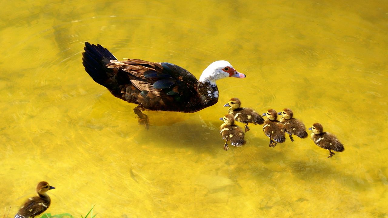 Wallpaper duck, lake, nature, swimming, ducks, caring