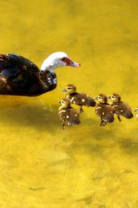 Preview wallpaper duck, lake, nature, swimming, ducks, caring