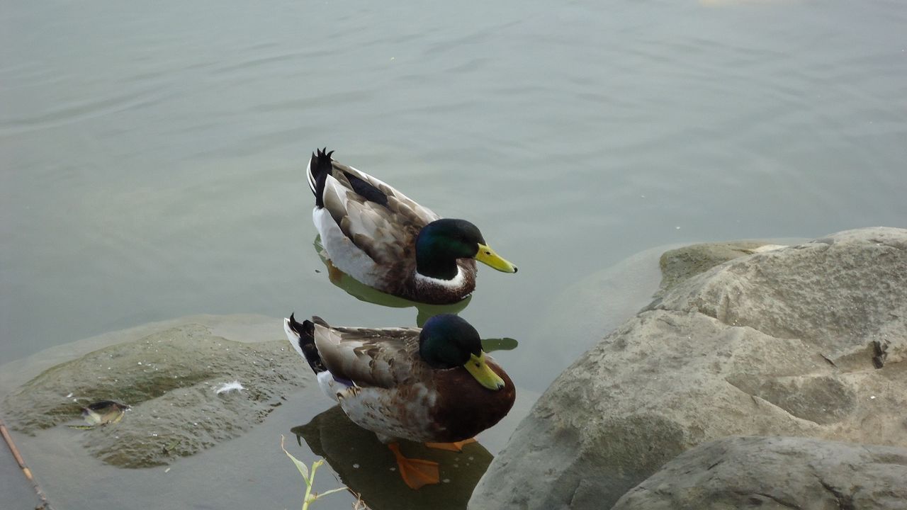 Wallpaper duck, lake, rocks, swim