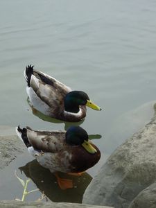 Preview wallpaper duck, lake, rocks, swim