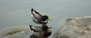 Preview wallpaper duck, lake, rocks, swim