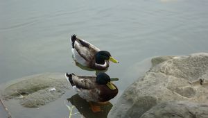 Preview wallpaper duck, lake, rocks, swim