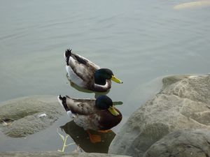 Preview wallpaper duck, lake, rocks, swim