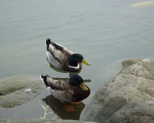 Preview wallpaper duck, lake, rocks, swim