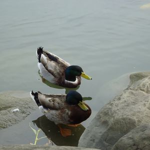 Preview wallpaper duck, lake, rocks, swim