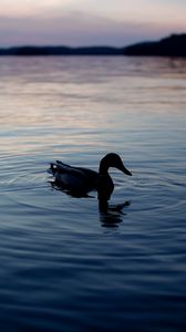 Preview wallpaper duck, lake, silhouette, evening