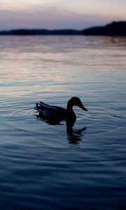 Preview wallpaper duck, lake, silhouette, evening