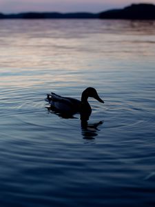 Preview wallpaper duck, lake, silhouette, evening