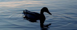 Preview wallpaper duck, lake, silhouette, evening