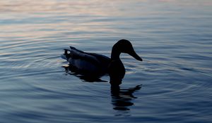 Preview wallpaper duck, lake, silhouette, evening