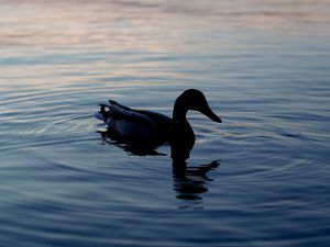 Preview wallpaper duck, lake, silhouette, evening