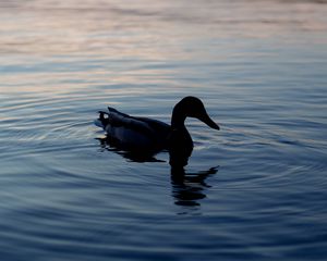 Preview wallpaper duck, lake, silhouette, evening