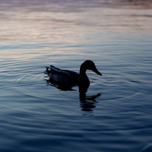 Preview wallpaper duck, lake, silhouette, evening