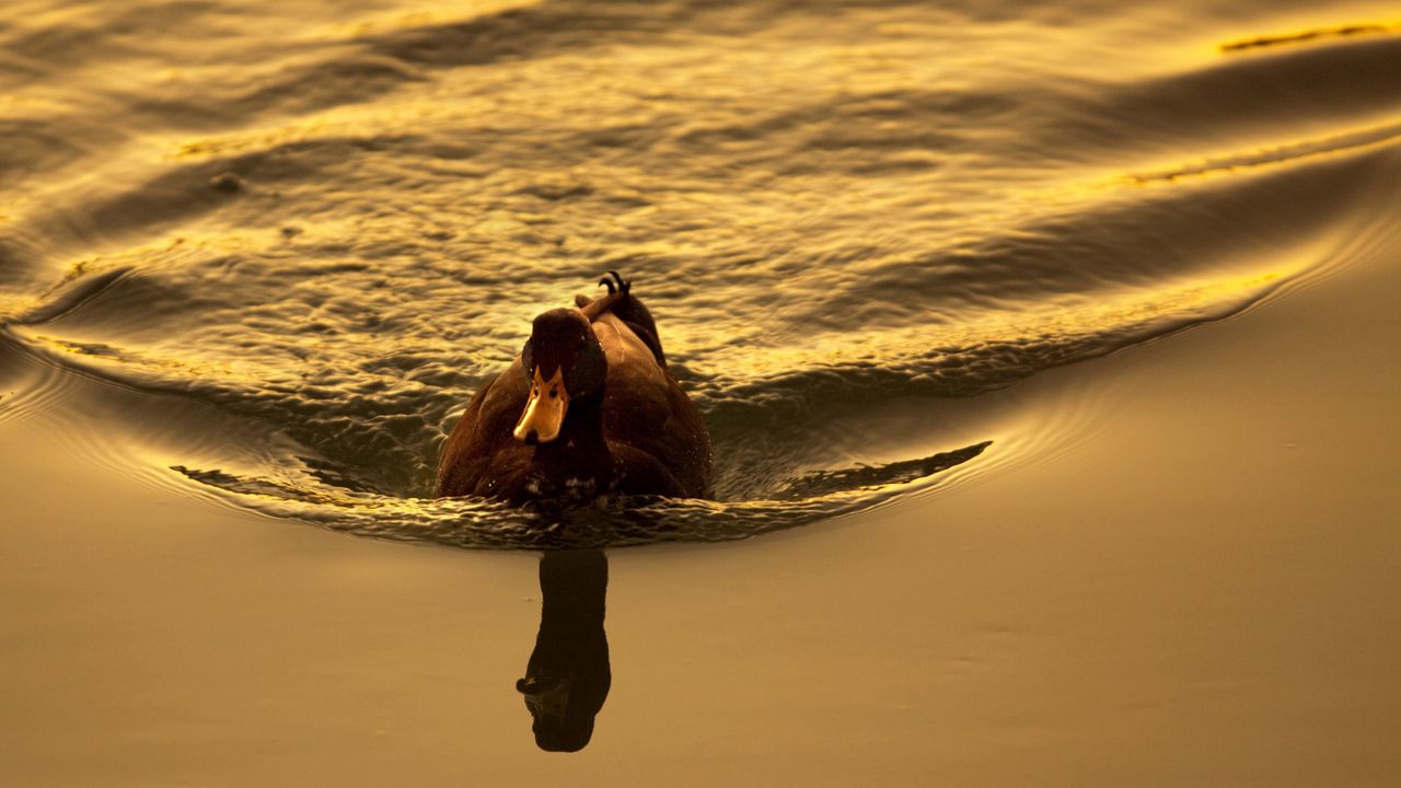 Wallpaper duck, lake, swimming, sunset, bird