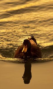 Preview wallpaper duck, lake, swimming, sunset, bird