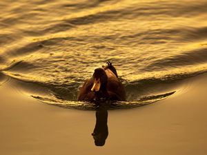 Preview wallpaper duck, lake, swimming, sunset, bird