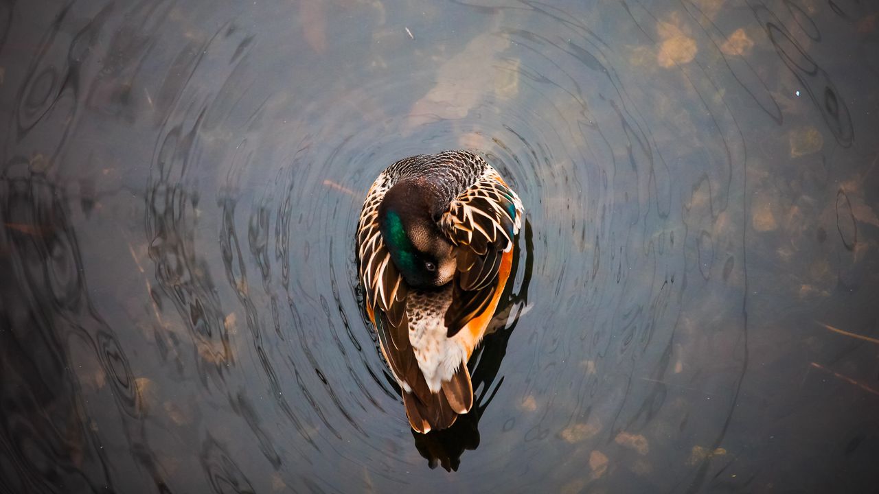 Wallpaper duck, lake, water, swim